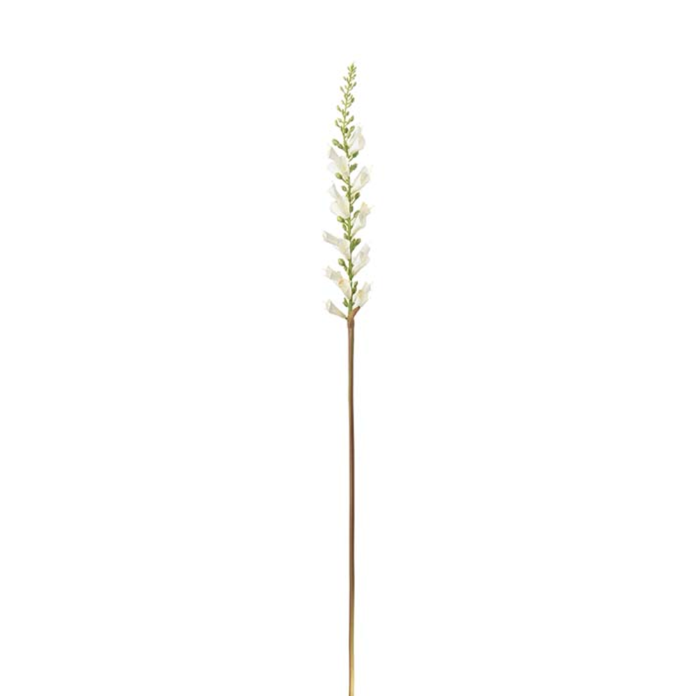 Digitalis Cream 60cm