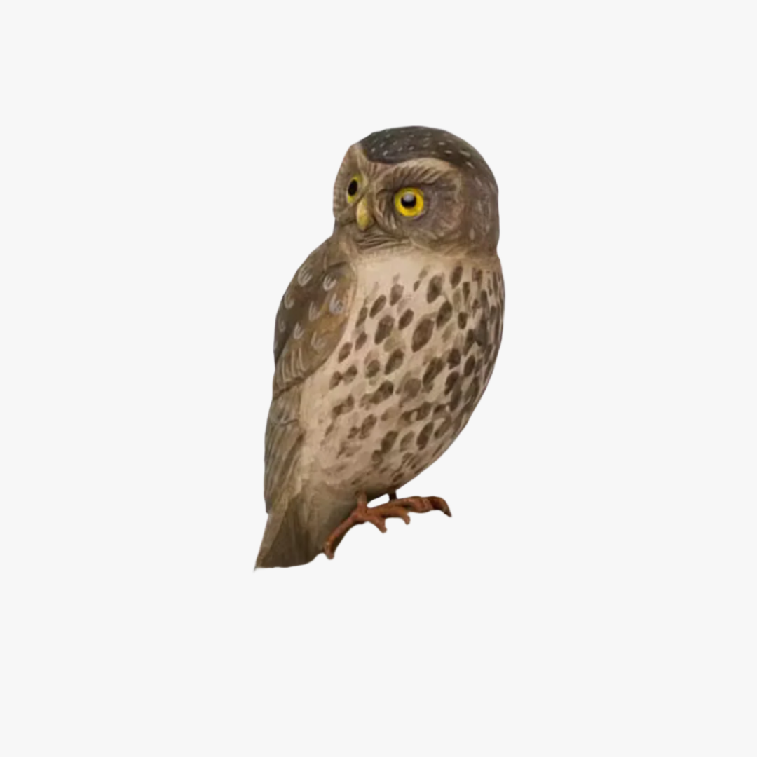 Dekorationsfågel, Uggla