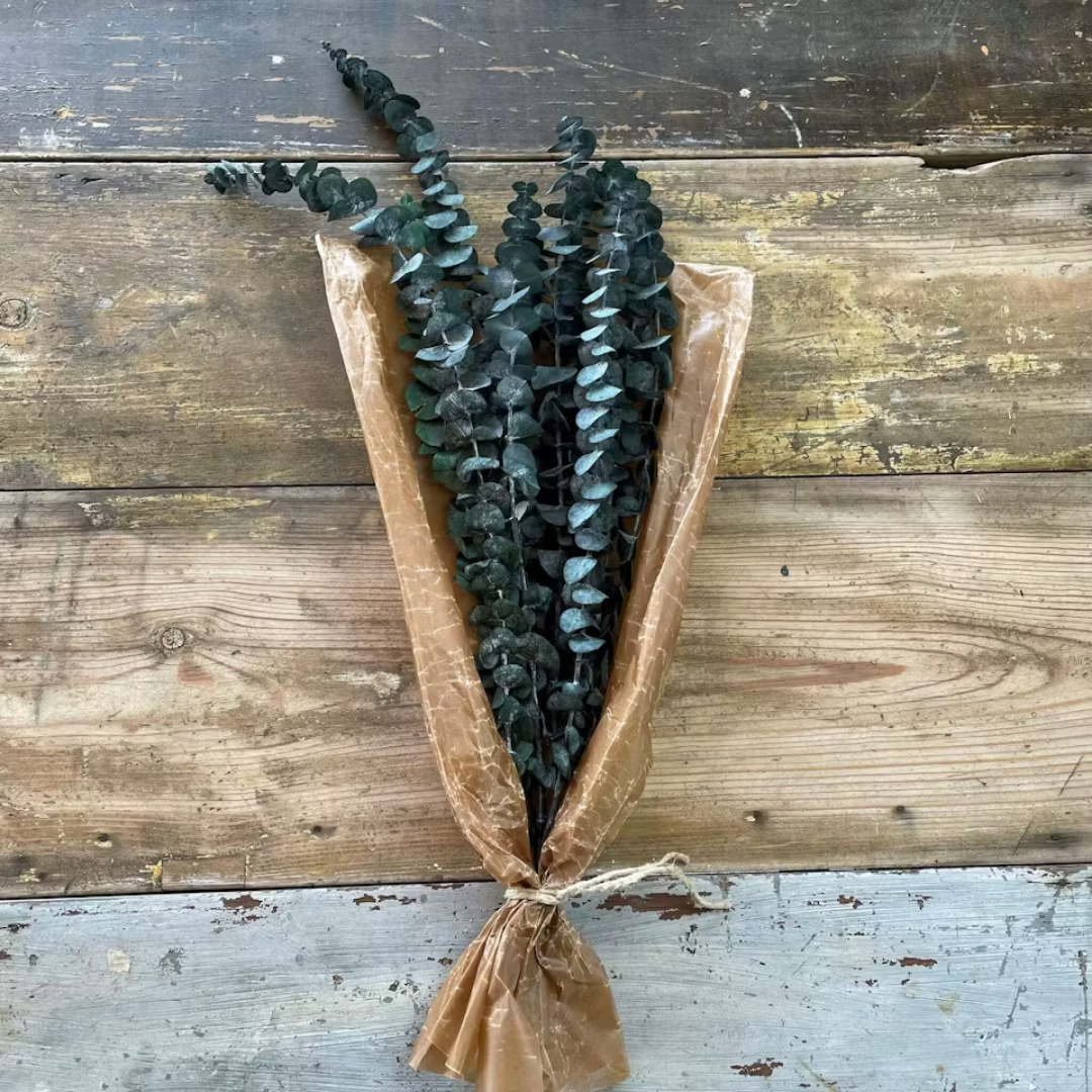 Eucalyptus grön
