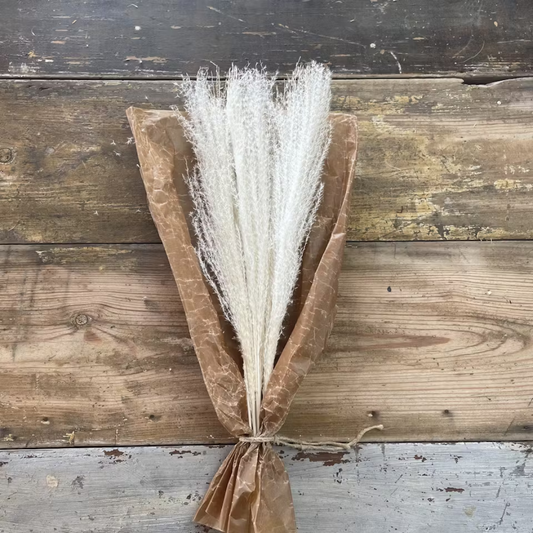Pampasgräs Miscanthus 10-pack, Vit