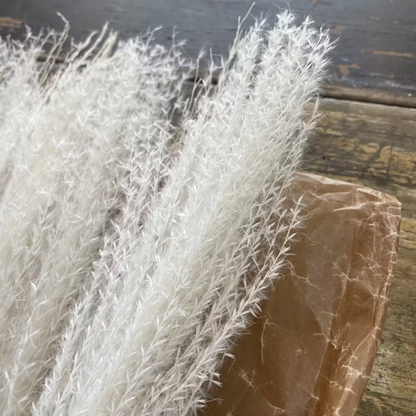 Pampasgräs Miscanthus 10-pack, Vit