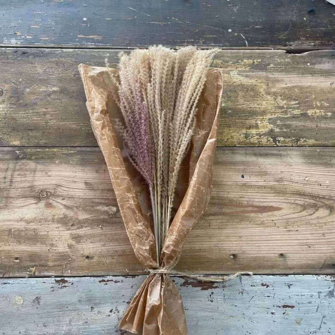 Pampasgräs Miscanthus 10-pack, Vit