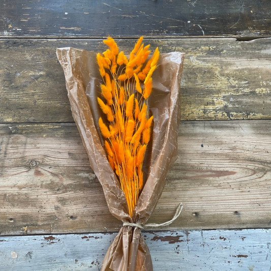 Lagurus Rabbit tail 80gr, Orange