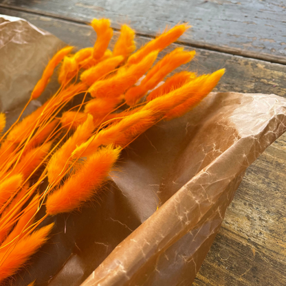 Lagurus (Harehale) 80 g, Orange