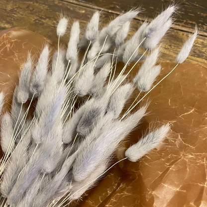 Lagurus Rabbit tail 80gr, Grå