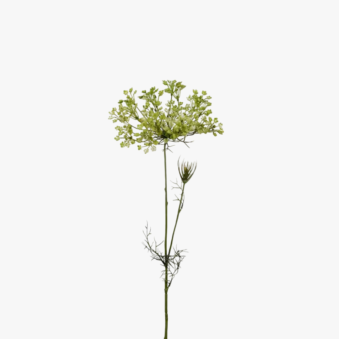 Allium 60cm, Grön