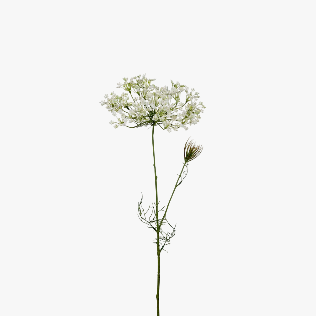 Allium 60cm, Vit