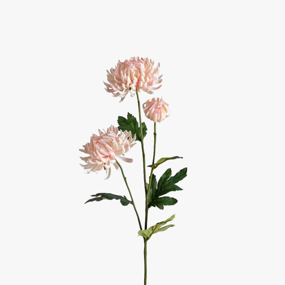 Chrysanthemum 60cm, Pink