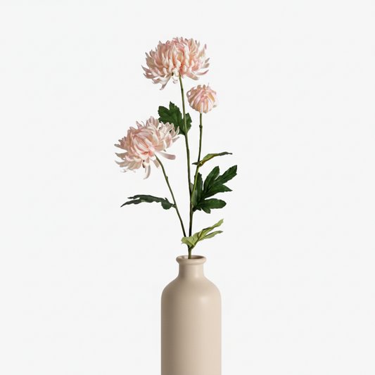 Chrysanthemum 60cm, Rosa