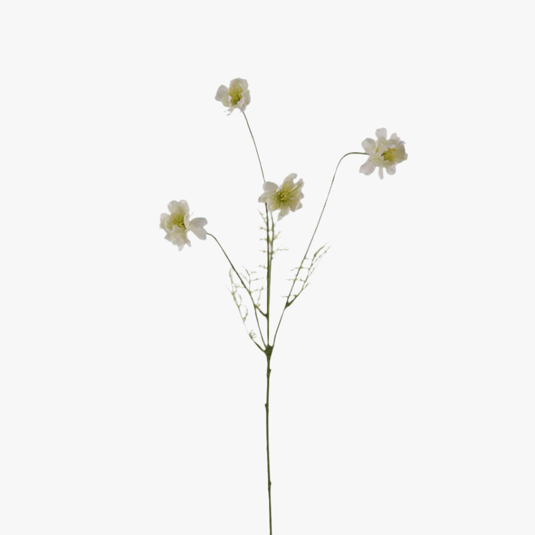 Cosmos 55cm, Vit