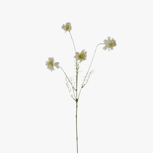 Cosmos 55cm, Vit