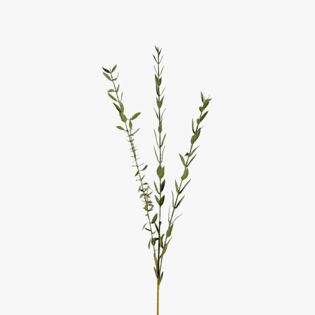 Eucalyptus small-leaved 50cm, green