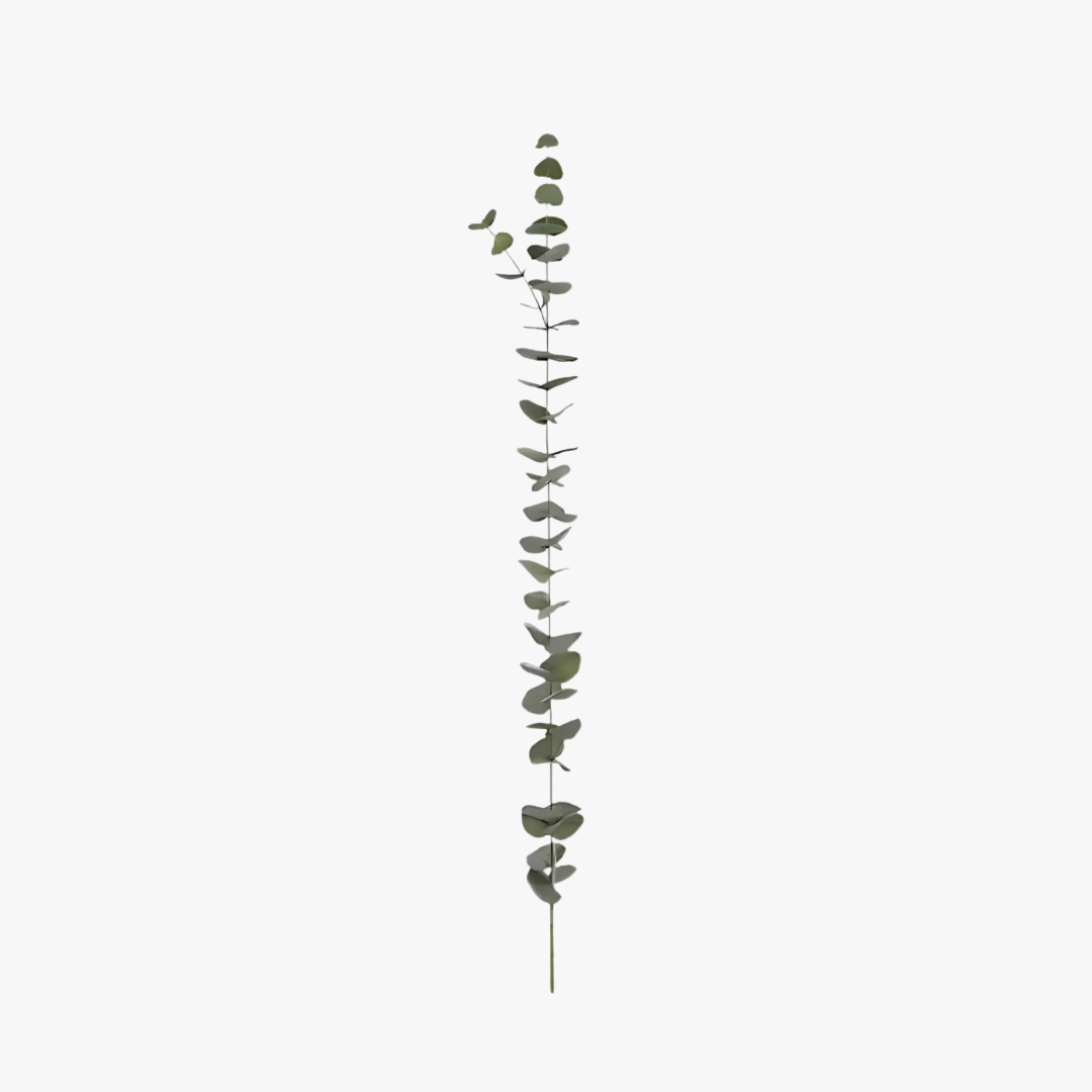 Eucalyptus storbladig 120cm, grön