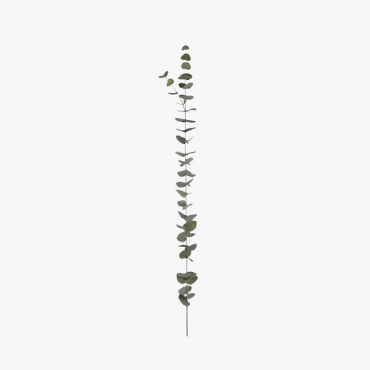 Eucalyptus storbladig 120cm, grön