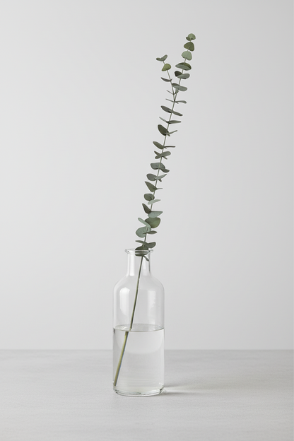 Eucalyptus storbladig 120cm, grön