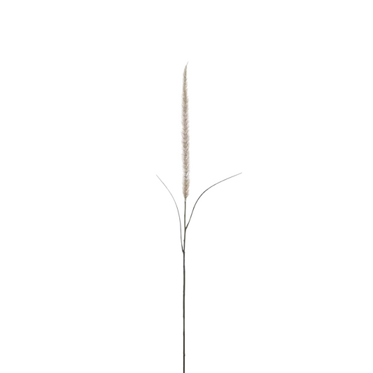 Fjäderborstgräs 105cm, natur