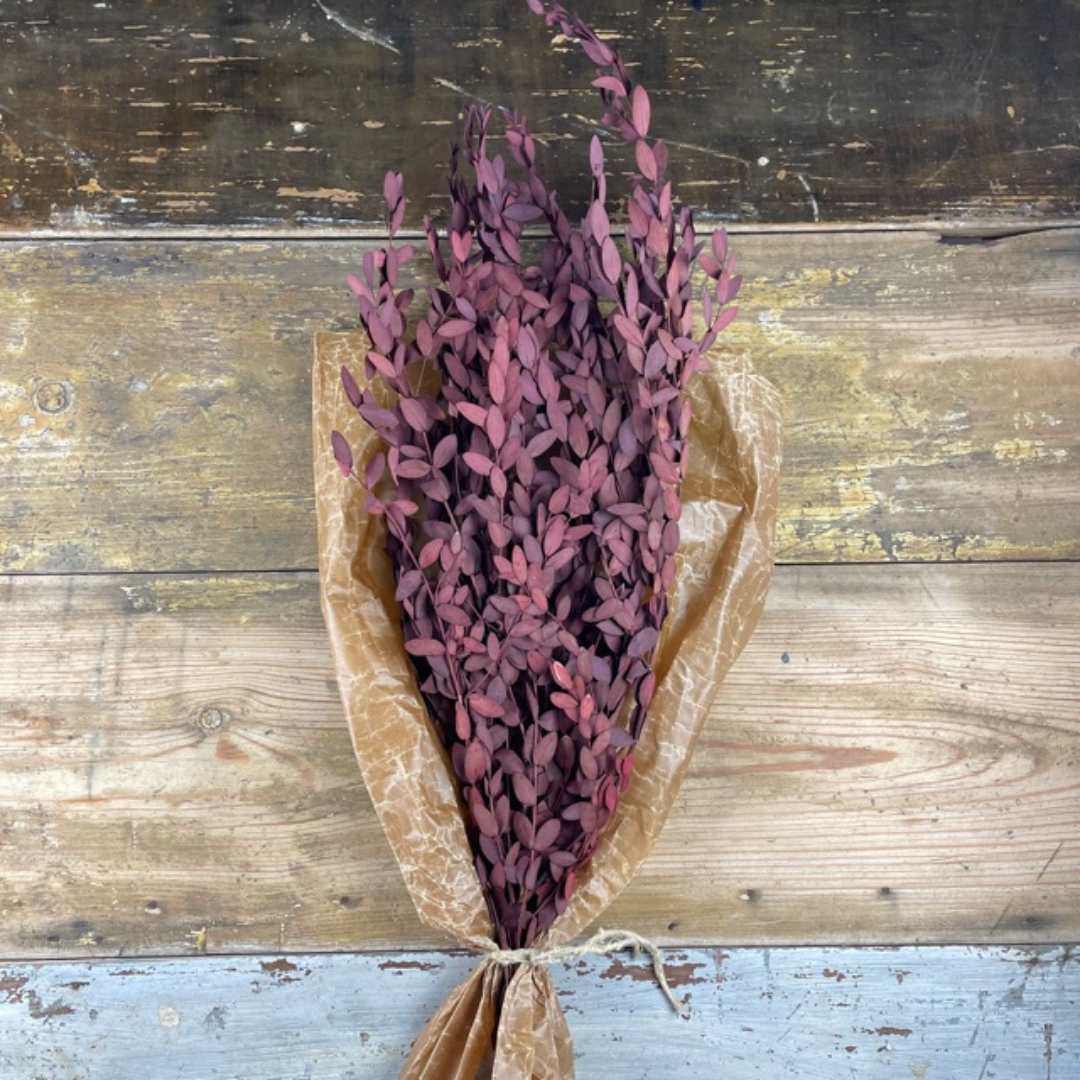 Småbladig eucalyptus red