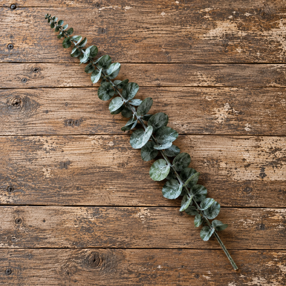 Eucalyptus kvist