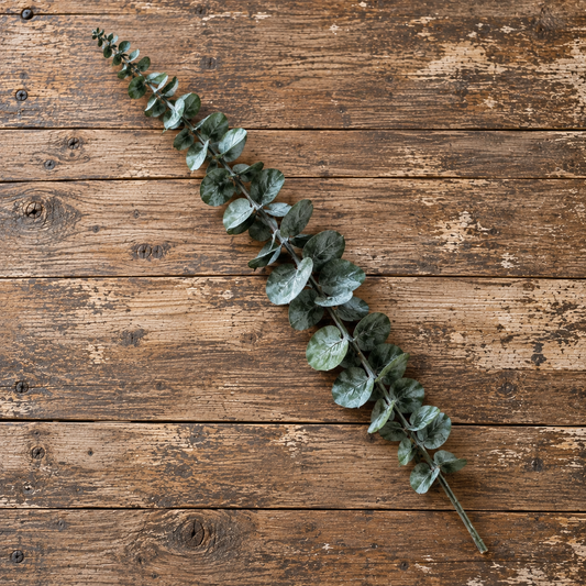 Eucalyptus kvist