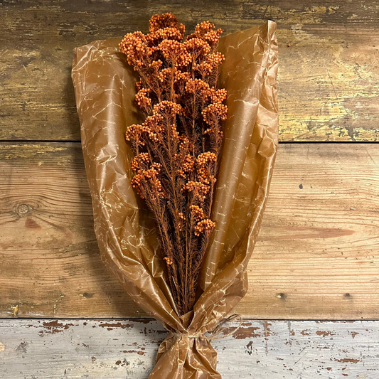 Diosmi Rice Flower, Orange