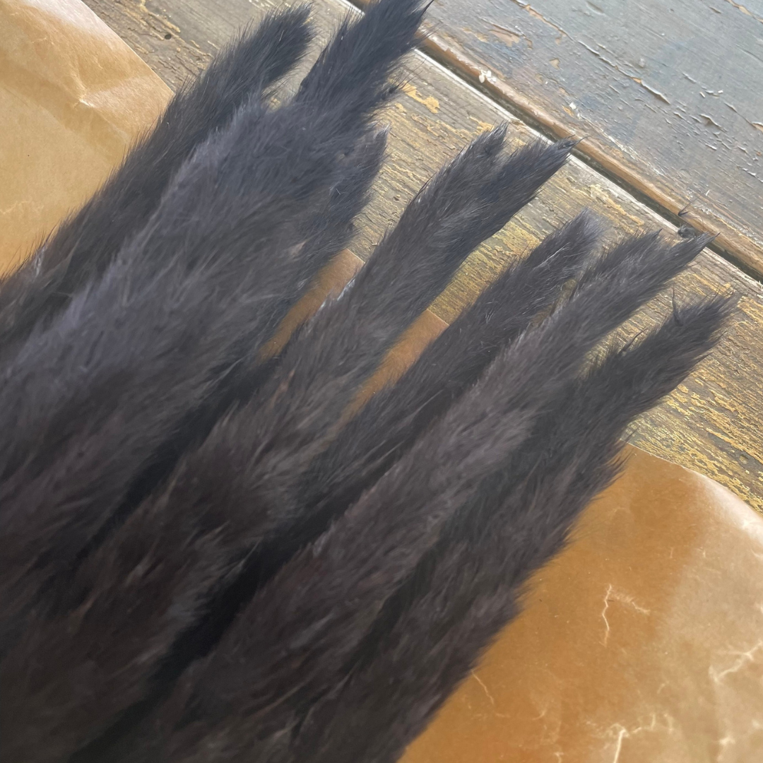 Pampas svart