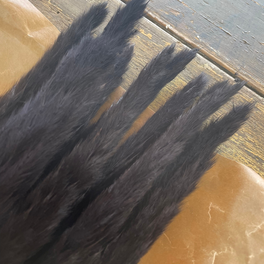 Pampas svart