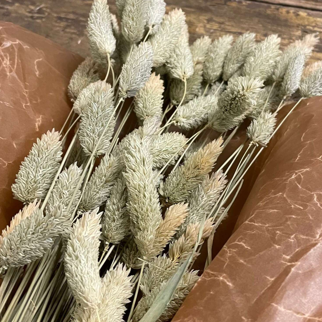 Phalaris natur