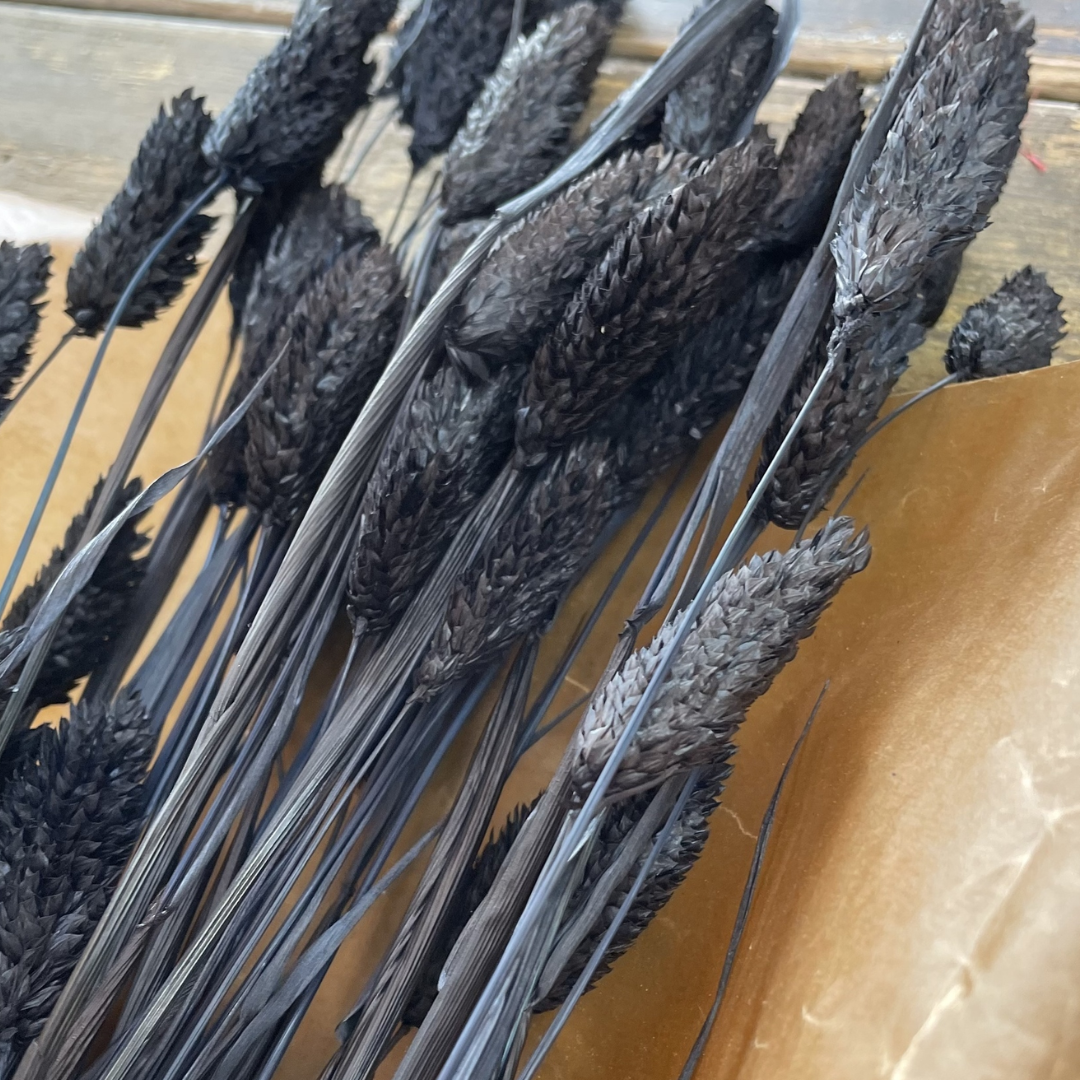 Phalaris sort