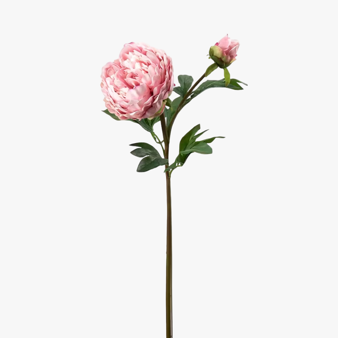 Pæon 65 cm, Rosa