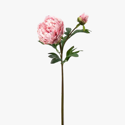 Pæon 65 cm, Rosa