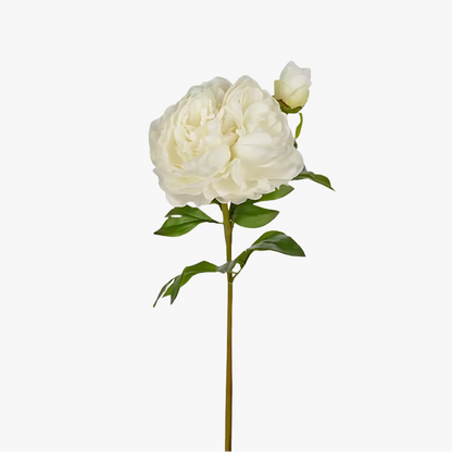 Pion 65cm, Hvid