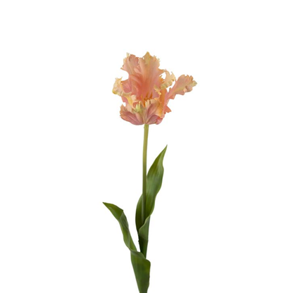 Tulipan Eksklusiv Rosa, 70 cm
