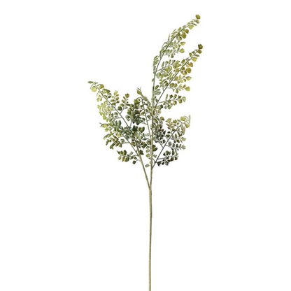 Trædebregne Adiantum