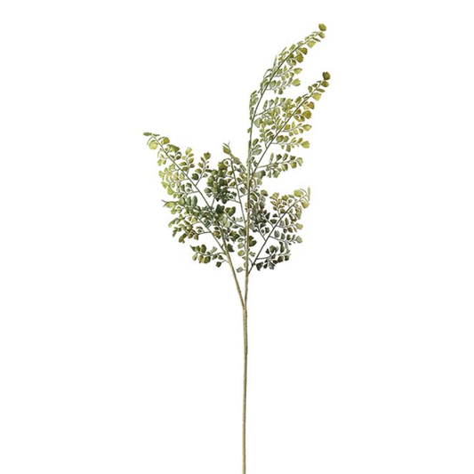 Trædebregne Adiantum