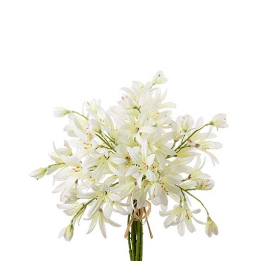 Lilje Agapanthus 30cm, Hvid