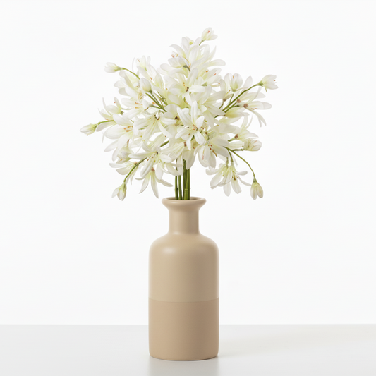 Lilje Agapanthus 30cm, Hvid