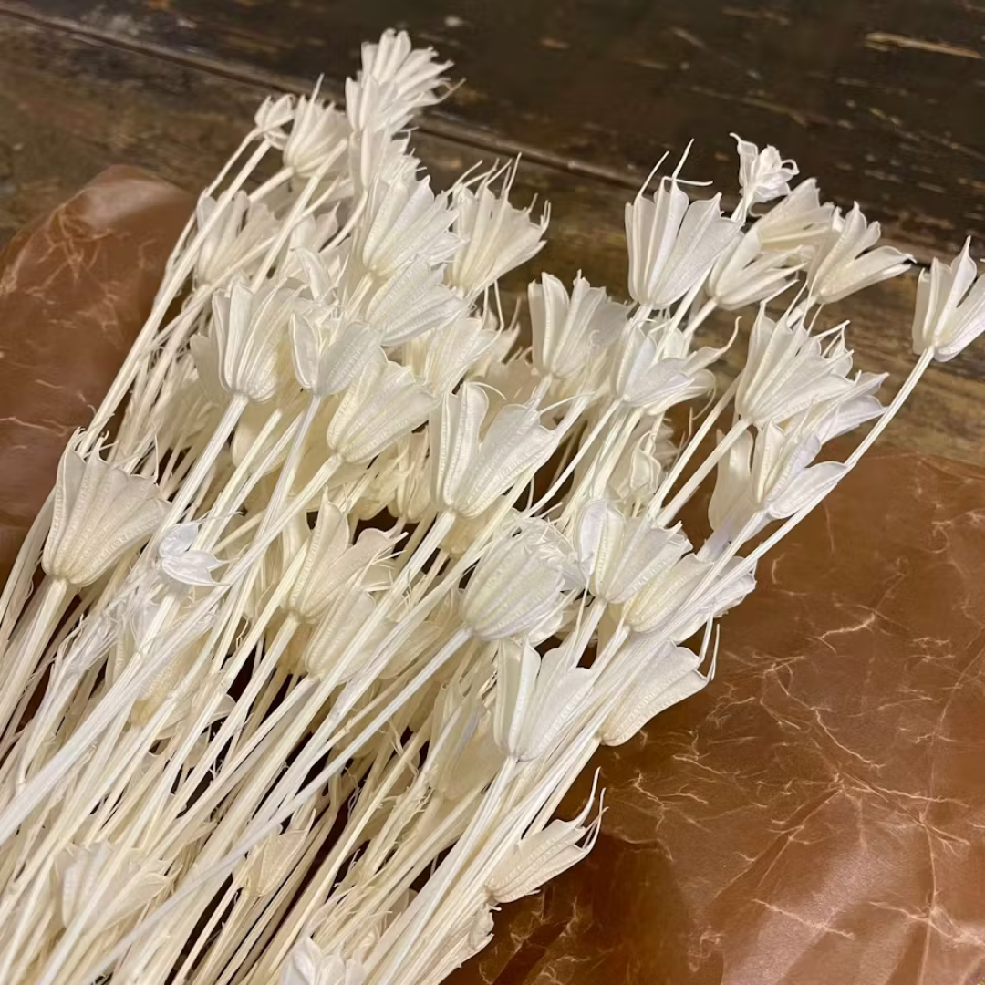 Nigella vit