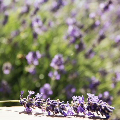 Duft/massagelys Lavendel