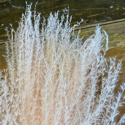 Pampasgräs Miscanthus 10-pack, Vit