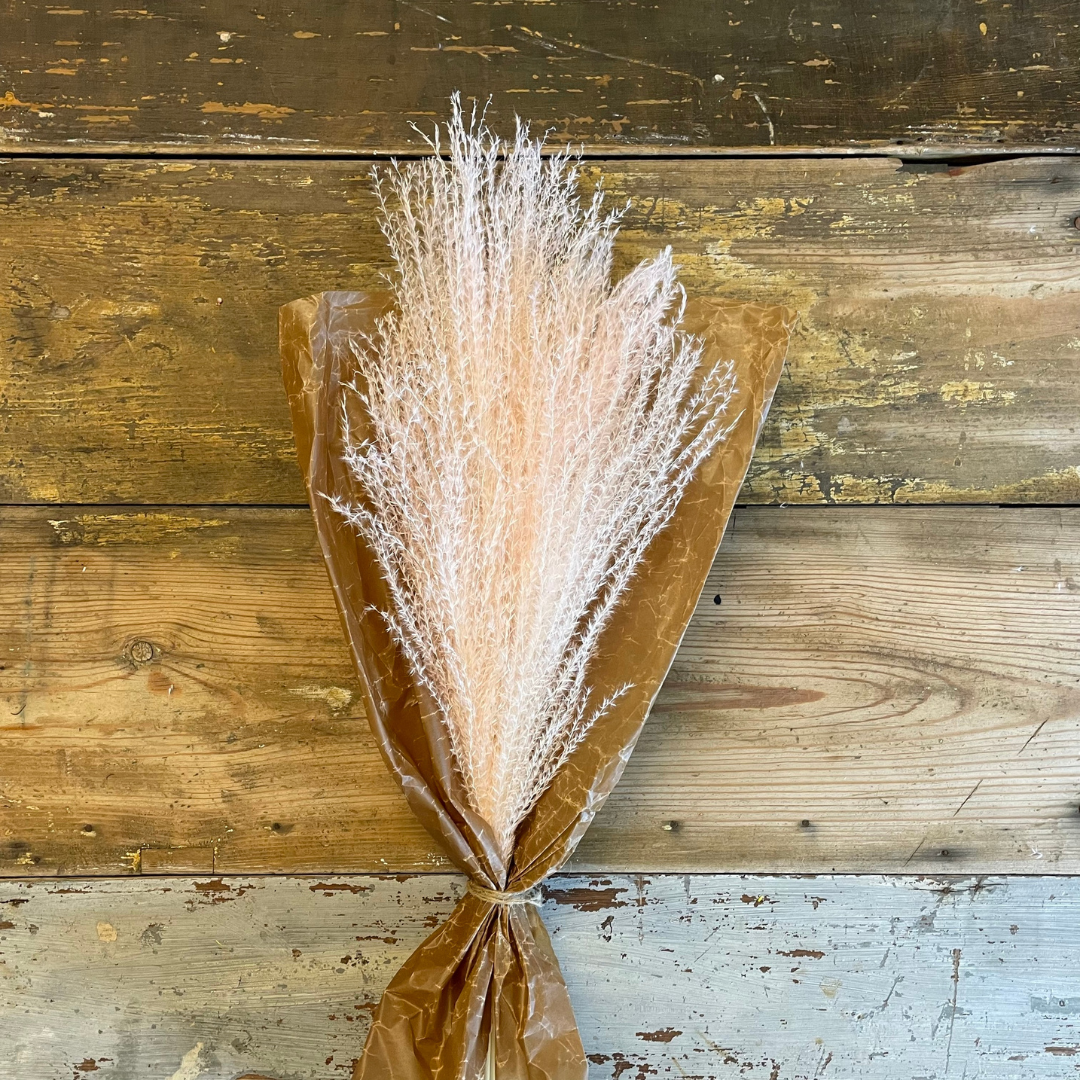 Pampasgräs Miscanthus 10-pack, Vit