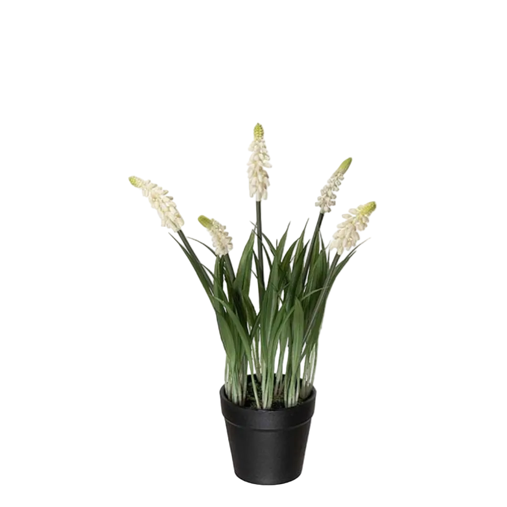 Perlehyacint i potte, 28cm