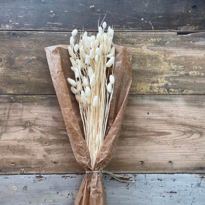 Phalaris Hvid